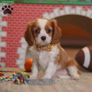 Pepper, Cavalier King Charles Spaniel Puppy